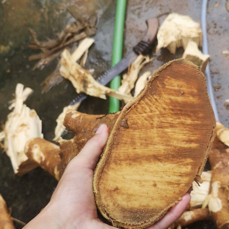 黄桐木根片晒干干货阳春阳江乡下土货煲汤土货1斤包邮