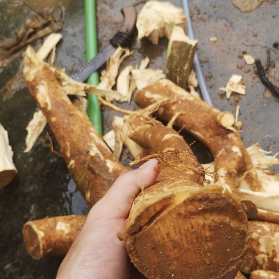 黄桐木根片晒干干货阳春阳江乡下土货煲汤土货1斤包邮