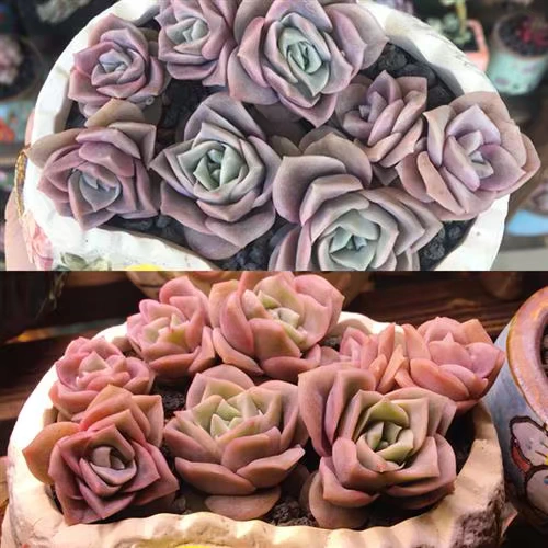 Заполняющий свет, светодиодная лампа для растений на солнечной энергии, комфортный световой спектр