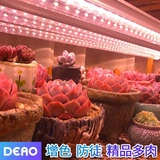 Заполняющий свет, светодиодная лампа для растений на солнечной энергии, комфортный световой спектр