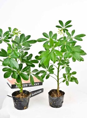 鸭脚木客厅大盆栽室内绿植水培老桩树苗造型八方来财七叶莲鸭掌木