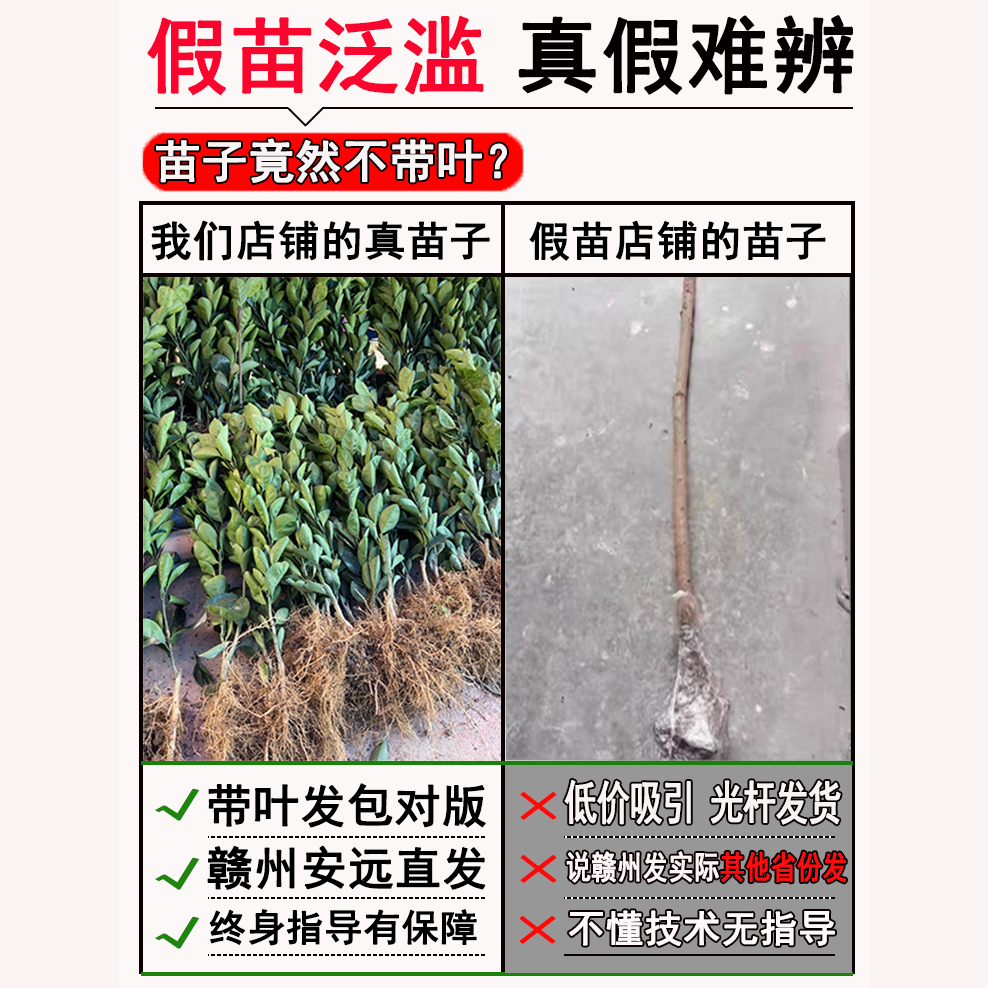 江西赣南脐橙苗嫁接纽荷尔橙子苗卡拉红肉血橙脐橙树苗果树苗包邮 - 图1