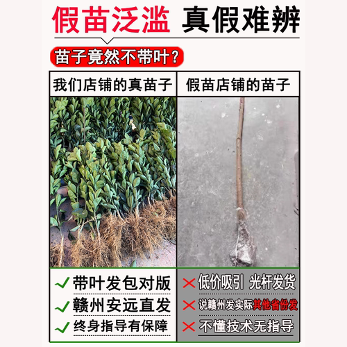 江西赣南脐橙苗嫁接纽荷尔橙子苗卡拉红肉血橙脐橙树苗果树苗包邮 - 图1