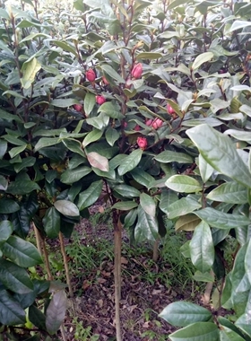 含笑花苗盆栽含笑花苗四季开花含笑紫花浓香花卉客厅室内芳香植物