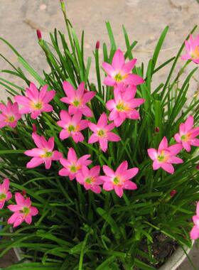 阳台盆栽兰花绿植