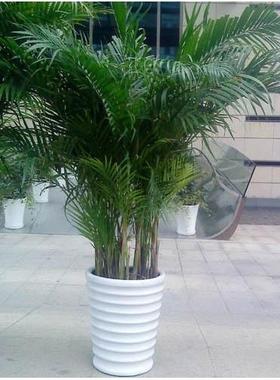 室内散尾葵花卉袖珍大盆栽包邮