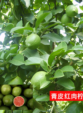 阳台庭院盆栽地载香水青黄柠檬树苗水果果树南北方种植当年结果