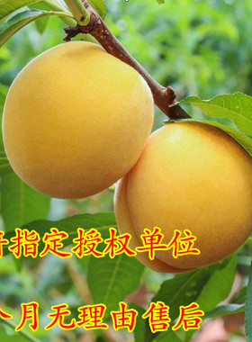 新品种黄桃树苖桃树嫁接苗果树果苗冬桃苗当年结果南北方四季种植