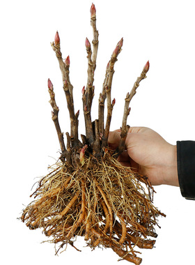 菏泽正宗牡丹花苗带芽孢发货观赏花室内外庭院植物盆栽重瓣多分枝