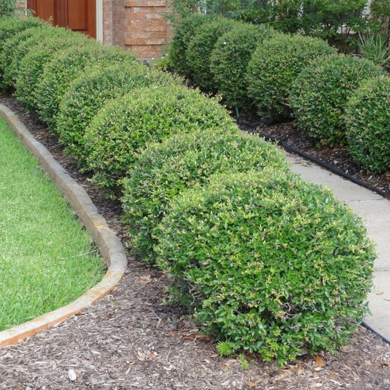 【冬青】直立朝天笔先令金宝石庭院常绿造型灌木绿篱花园鳗盆栽苗 - 图1