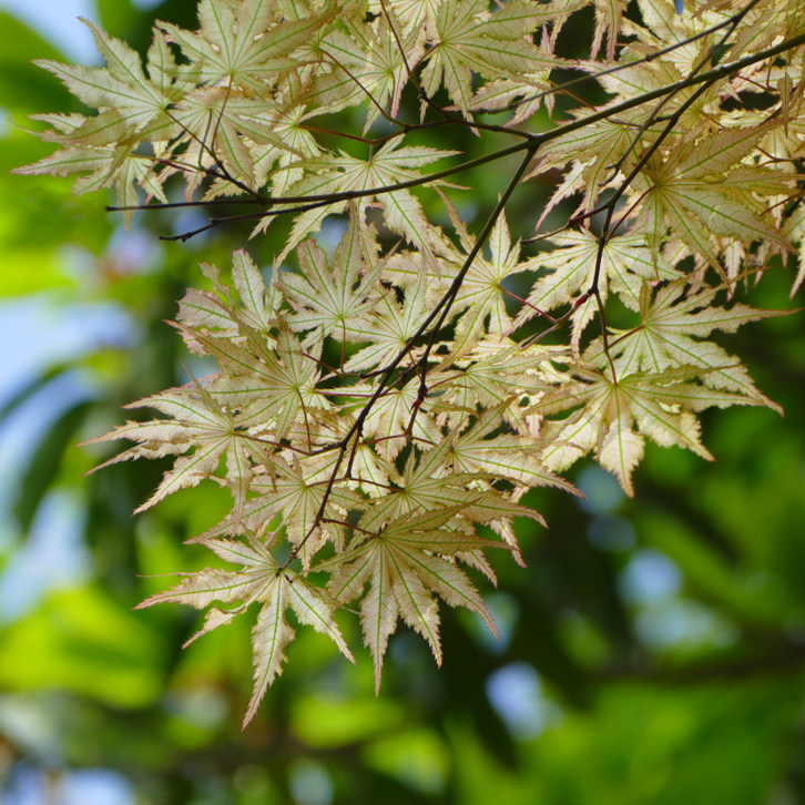 【日本枫树】赤鸭立泽脉纹红枫耐阴乔木日式庭院阳台花园鳗盆栽苗,淘宝优惠券,粉丝福利购,淘宝优惠卷