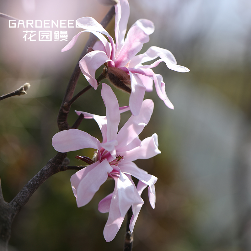 星花玉兰 玫瑰皇家之星庭院早春花木兰日本进口花园鳗盆栽苗 领优惠券 购物更便宜 发现时尚