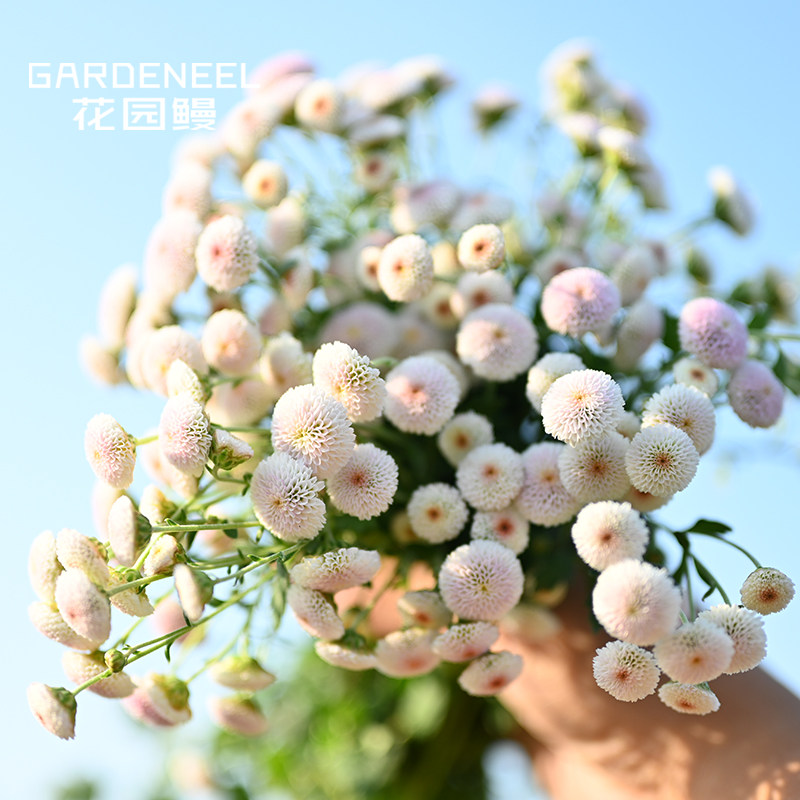 花园鳗三文鱼银色光辉珠玉之卵迷你地被小雏菊多年生耐寒花卉盆栽,淘宝优惠券,粉丝福利购,淘宝优惠卷