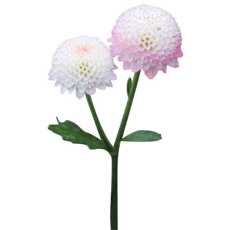 花园鳗三文鱼银色光辉珠玉之卵迷你地被小雏菊多年生耐寒花卉盆栽,淘宝优惠券,粉丝福利购,淘宝优惠卷