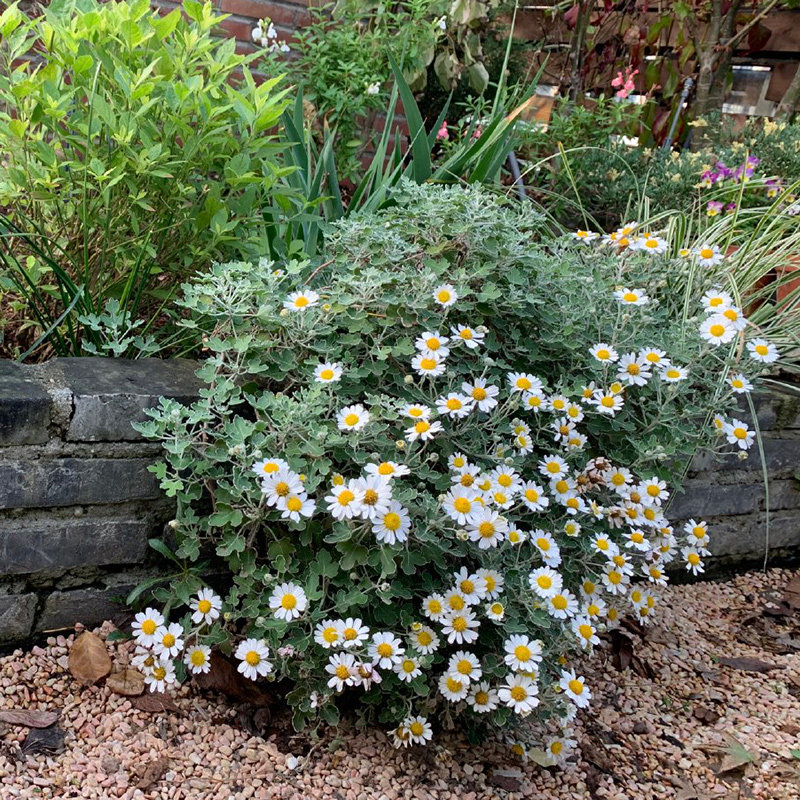 花园鳗三文鱼银色光辉珠玉之卵迷你地被小雏菊多年生耐寒花卉盆栽,淘宝优惠券,粉丝福利购,淘宝优惠卷