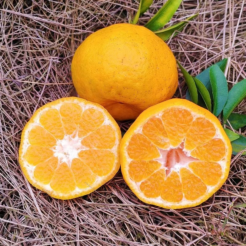 椪柑四川芦柑应季新鲜水果橘子碰柑孕妇水果桔子大果10斤整箱包邮,淘宝优惠券,粉丝福利购,淘宝优惠卷