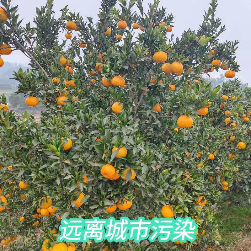 椪柑四川芦柑应季新鲜水果橘子碰柑孕妇水果桔子大果10斤整箱包邮,淘宝优惠券,粉丝福利购,淘宝优惠卷
