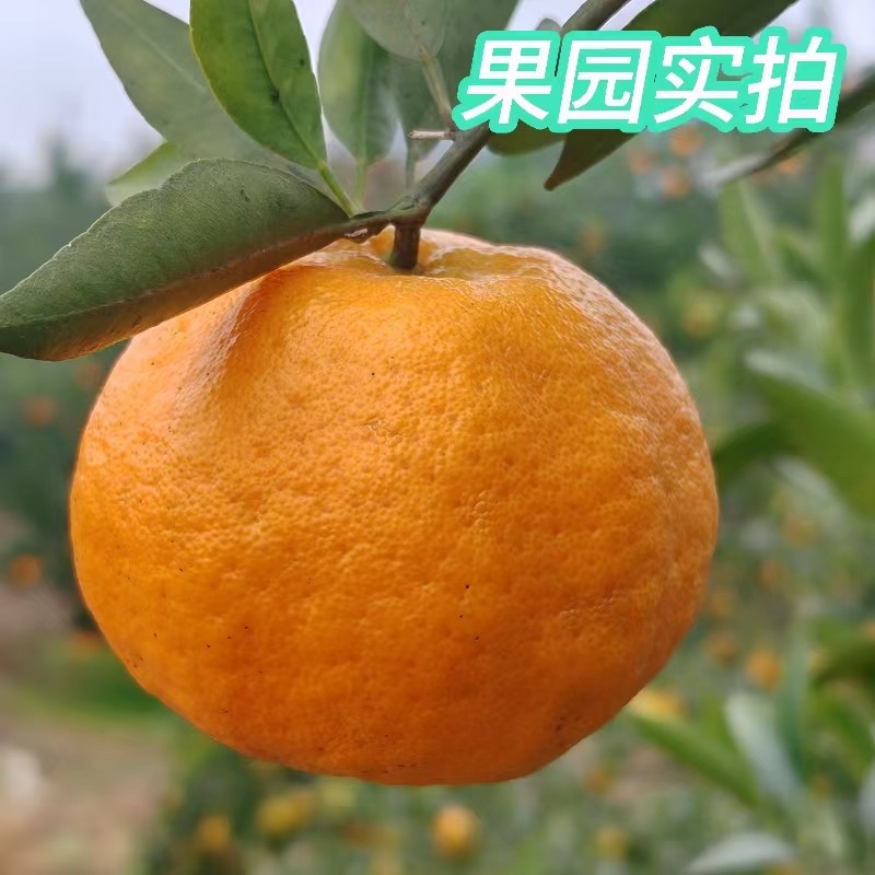 椪柑四川芦柑应季新鲜水果橘子碰柑孕妇水果桔子大果10斤整箱包邮,淘宝优惠券,粉丝福利购,淘宝优惠卷