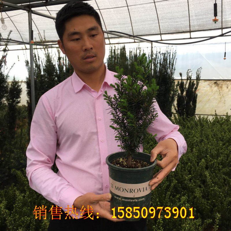 耐寒东北方红豆杉树苗大树盆栽盆景植物室内外种绿植客厅卧室庭院 - 图0