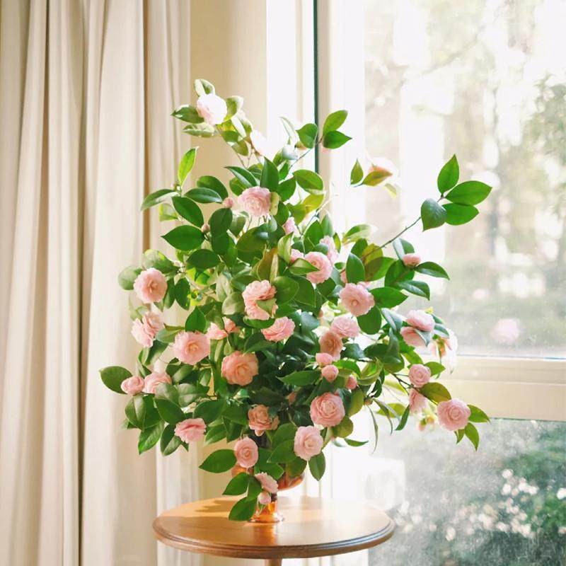 山茶花云南基地直发鲜切花办公室室内粉色水养插花节日礼物顺丰,淘宝优惠券,粉丝福利购,淘宝优惠卷