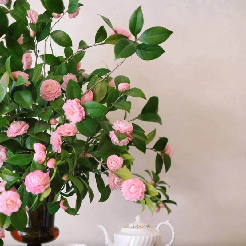 山茶花云南基地直发鲜切花办公室室内粉色水养插花节日礼物顺丰,淘宝优惠券,粉丝福利购,淘宝优惠卷