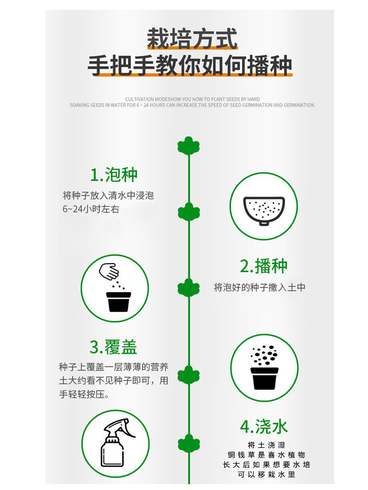 四季盆栽铜钱草种子水培绿植物客厅办公室花卉绿萝水养金钱草草籽