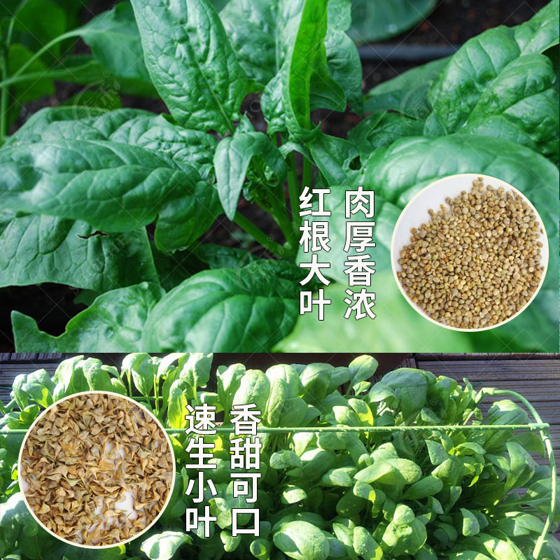 大叶菠菜种子四季蔬菜秋冬籽种阳台种籽抗热菜种盆栽波菜孑菜籽子 - 图1