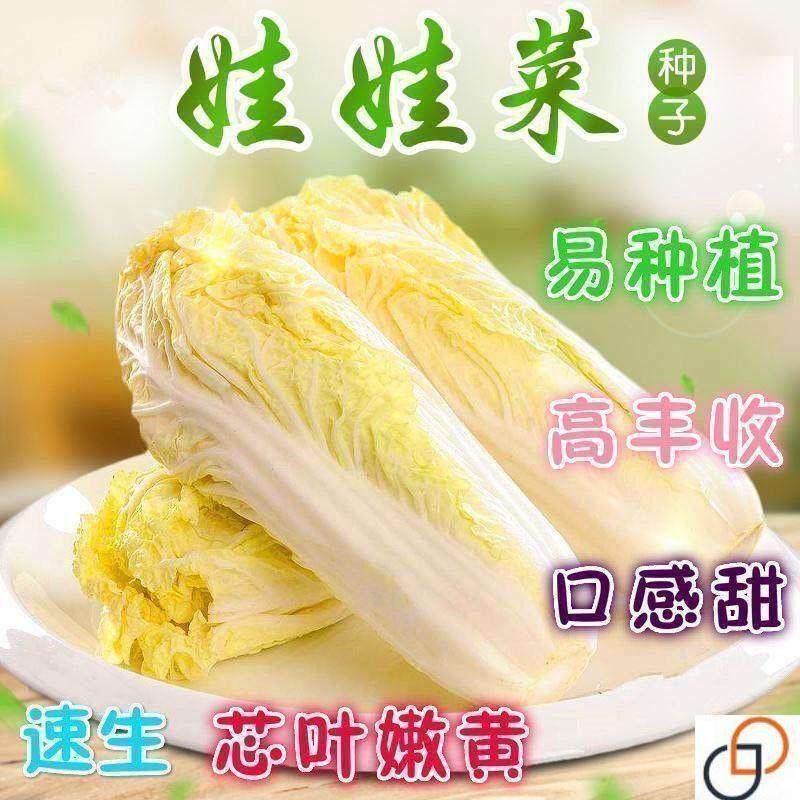 金娃娃菜种子四季 蔬菜种子 生长快 品质佳 菜籽春夏秋四季播种,淘宝优惠券,粉丝福利购,淘宝优惠卷