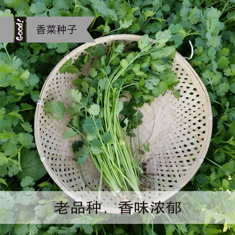 蔬菜种子四季播盆栽阳台庭院香菜辣椒番茄黄瓜豆角香甜瓜籽孑大全