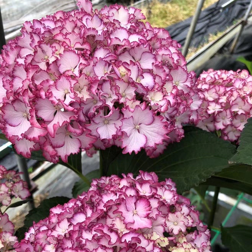 1.进口绣球花苗花卉盆栽植物彩色梦想卡伦细高跟惠子小姐4棵包邮 - 图3