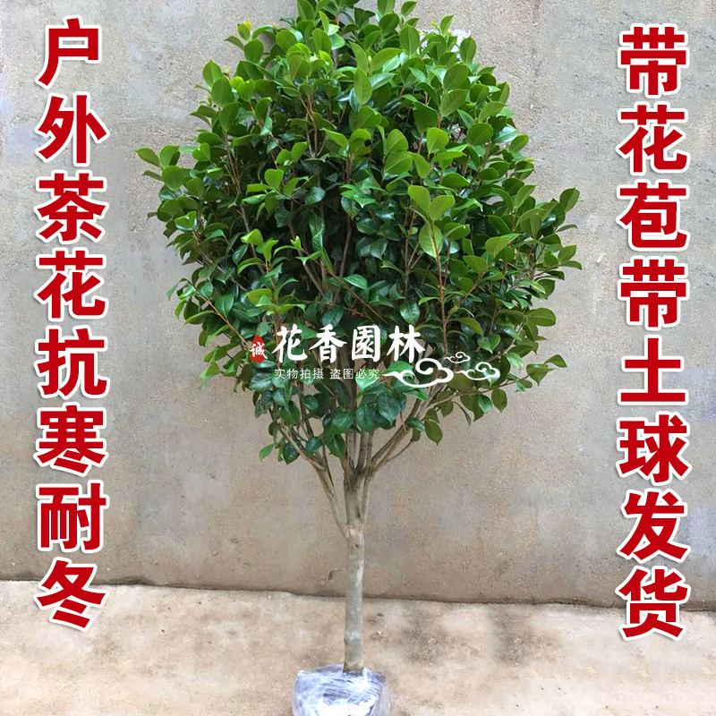 耐冬茶花苗庭院四季种植山茶花树苗带花苞室外客厅盆栽茶花苗包邮