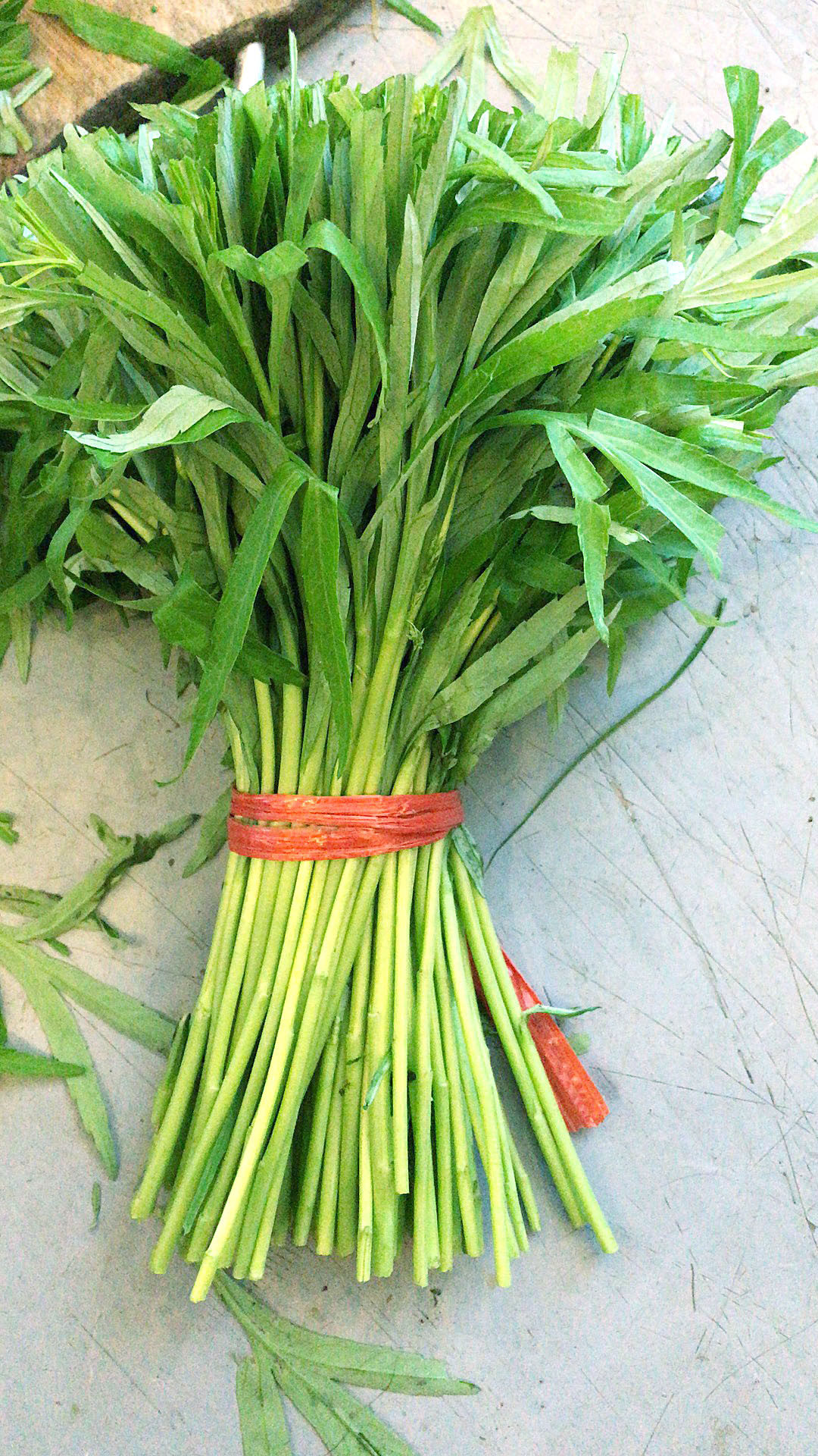 蒌蒿东西,简笔画,植物(第10页)_大山谷图库