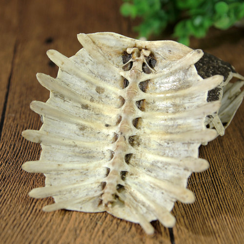 中药材 生鳖甲 醋鳖甲壳 甲鱼壳 鳖盖子 500克 包邮 可免费打粉 - 图2