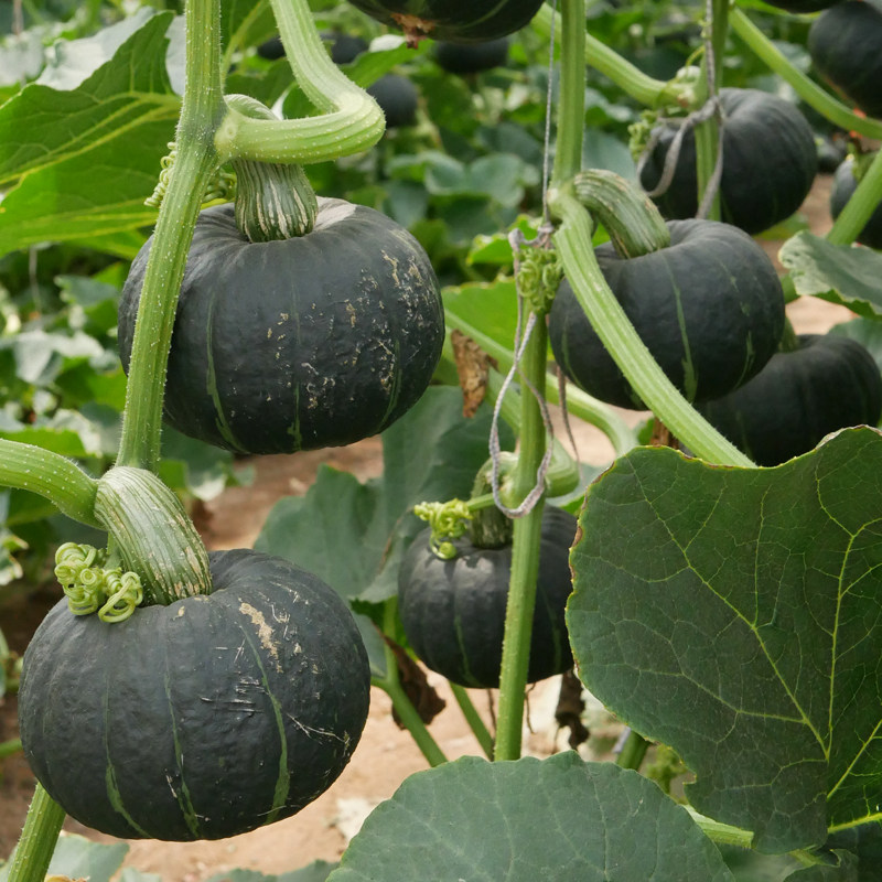 迷你绿贝贝南瓜种子日本板栗味小南瓜种籽苗秧种孑子正宗面甜糯瓜