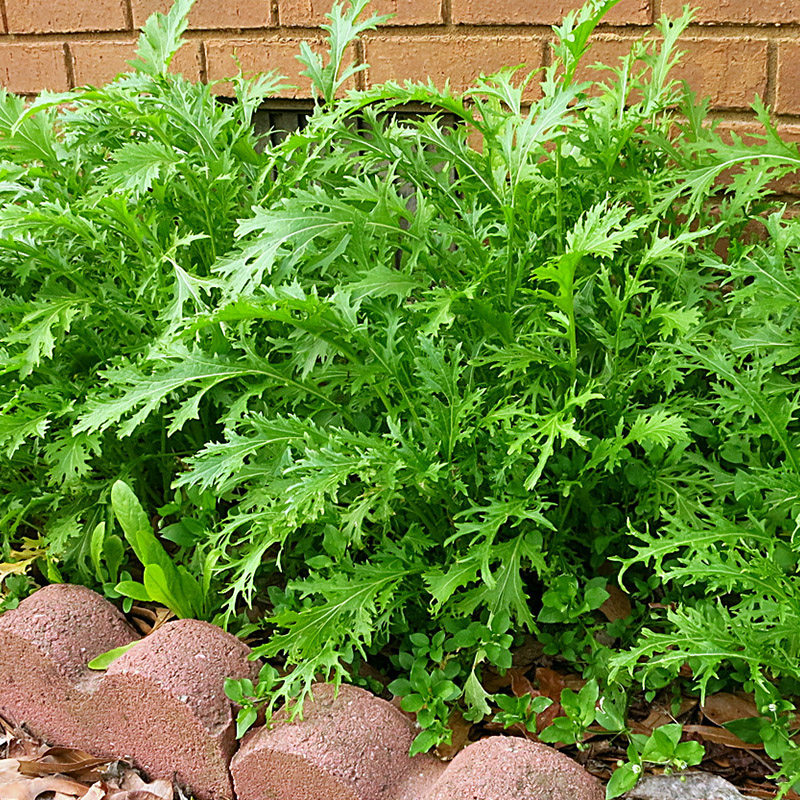 九头鸟雪里蕻菜种籽雪菜芥菜种籽雪里红菜籽秋冬季四季播蔬菜孑
