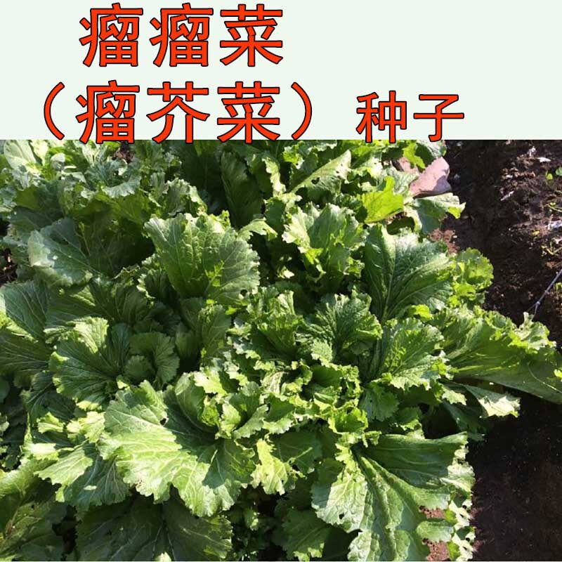 瘤芥菜种子农家传统瘤瘤菜弥陀芥菜脆嫩鲜食腌制易庭院田园蔬菜籽
