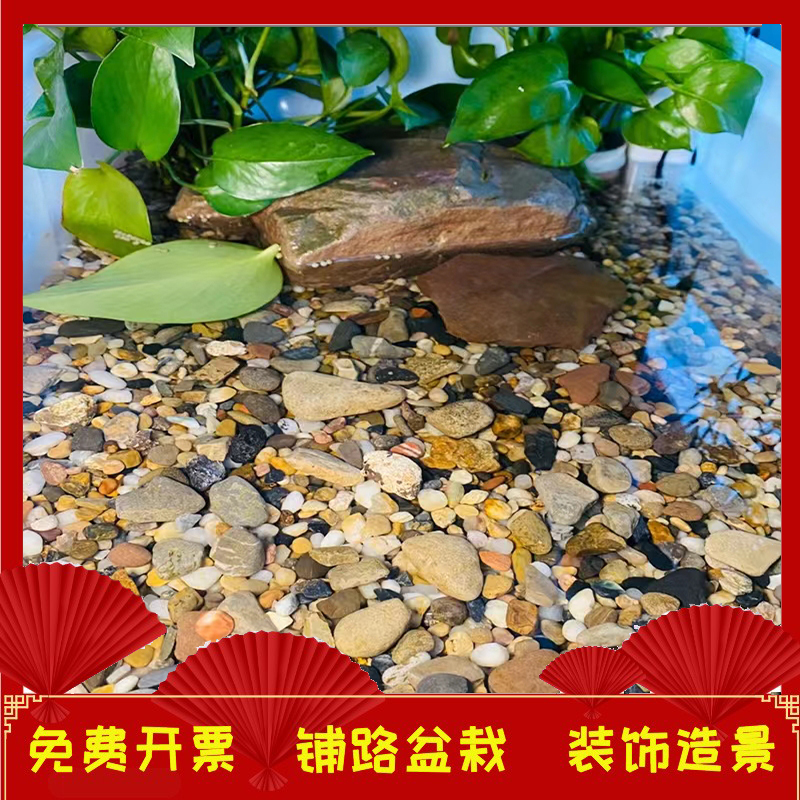 上海沼泽过滤豆石鱼缸底沙雨花石原石鹅卵石五彩石头造景底砂石子 - 图1