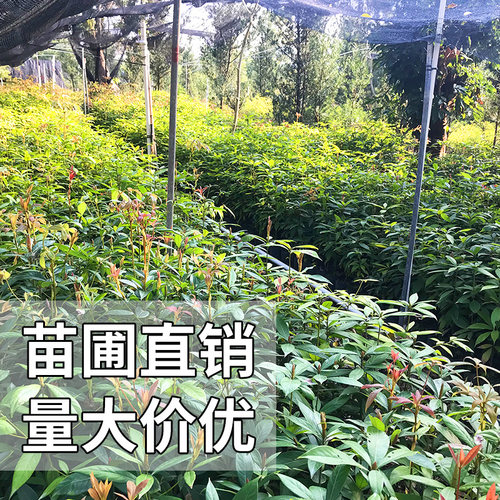 名贵树苗金丝楠木苗正宗小叶桢楠树苗紫楠苗庭院盆栽地栽树包邮-图0