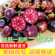 Yunnan Red Fruits Ginseng Fresh Spider Fruits Alpine Abacus Fruit 125g * 8 Boxes Rare Fruit Wild Blueberry Whole Box