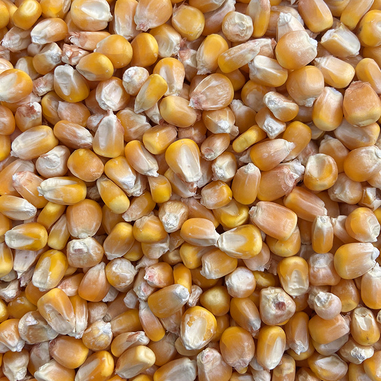 中粒玉米喂鸽子鸡鸭仓鼠小宠干玉米鸟饲料鸽粮食钓鱼打窝,淘宝优惠券,粉丝福利购,淘宝优惠卷