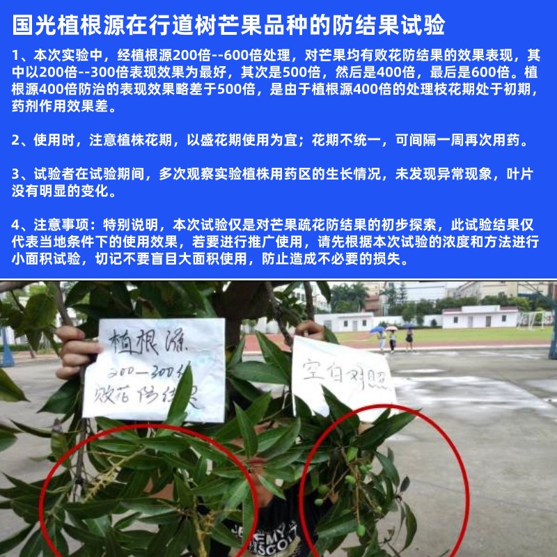 香樟芒果杨梅大叶女贞树用防结果结籽农药落果剂农药技术 - 图0