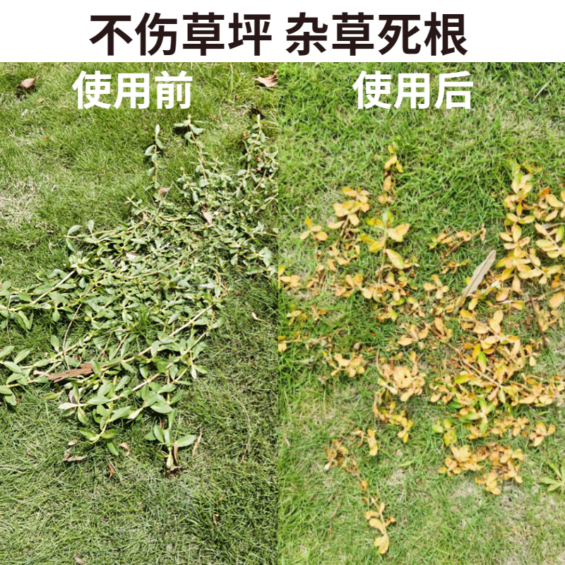 高阔套装除草剂+台湾草黑麦果岭草皮除阔莎净水花生香附子根技术 - 图1