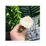 Eternal Life Flower DioRoseamor Platinum Rose Head Golden Made Wedding Complete Boxer Новый год весенний фестиваль