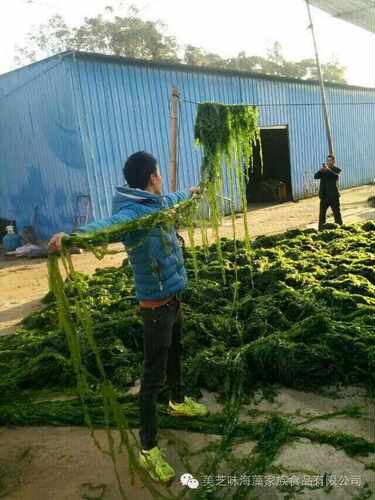 藻伊佳 厂家青海苔碎片 海青菜粉30目 绿色菜 石纯粉250克 买4送1 - 图1