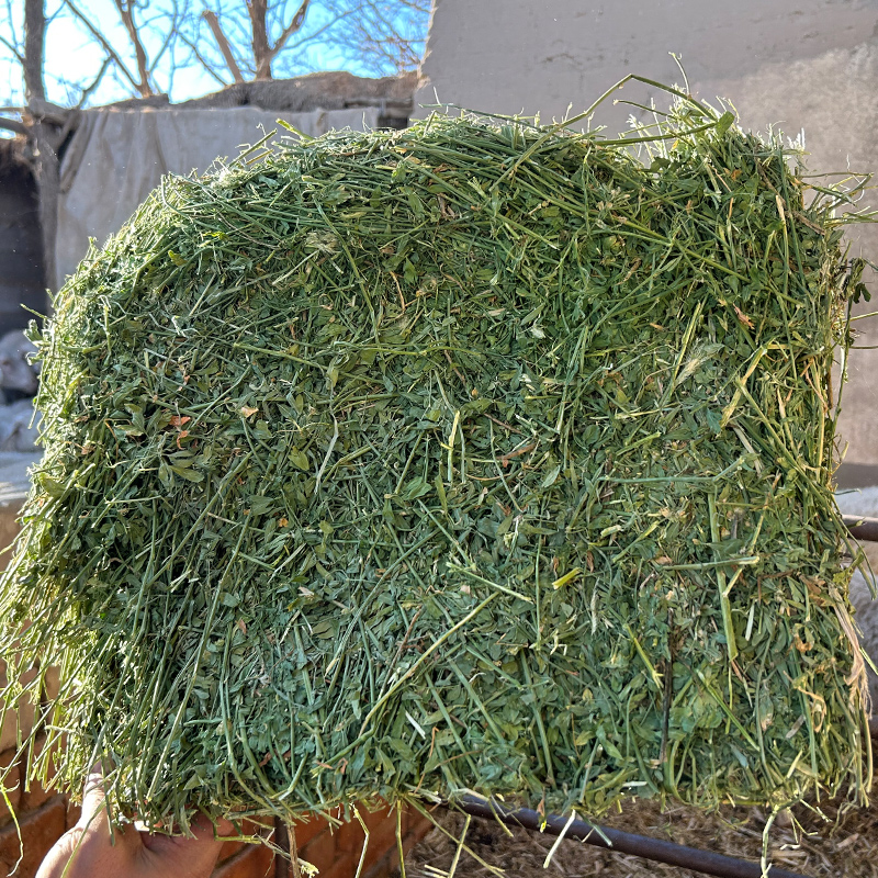 苜蓿草干草喂牛羊马吃的草料羊草草料羊驼大型动物园饲料紫花苜蓿 - 图3