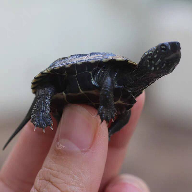 外塘墨龟宠物活体长寿龟顶墨龟深水小乌龟全墨黑腹草龟苗金线大龟,淘宝优惠券,粉丝福利购,淘宝优惠卷