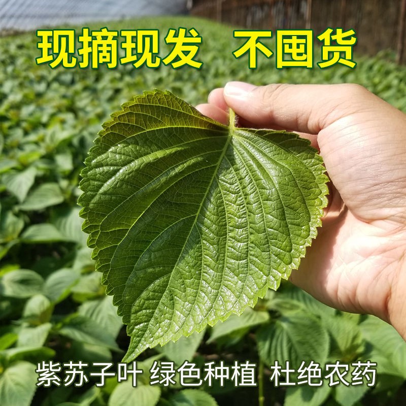 顺丰包邮新鲜苏子叶农家 菜韩国烤肉叶日式料理绿色蔬菜紫苏菜叶 - 图3