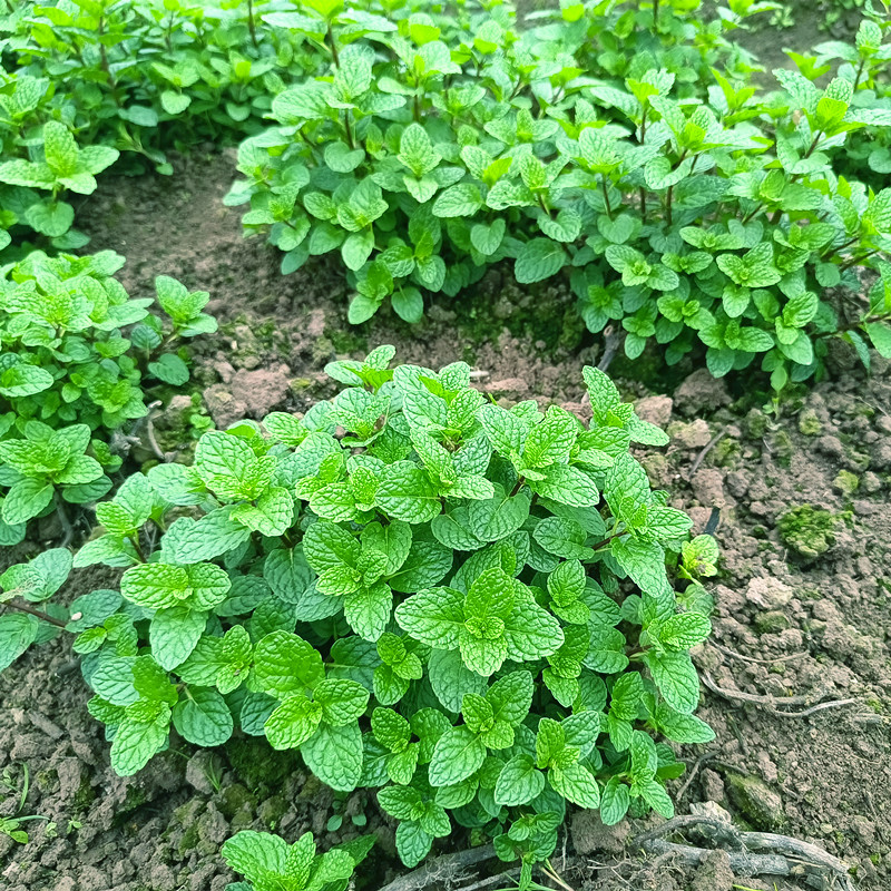 薄荷叶嫩芽新鲜食用甜品装饰烘焙莫吉托香草50朵装仅11.8元包邮-图2