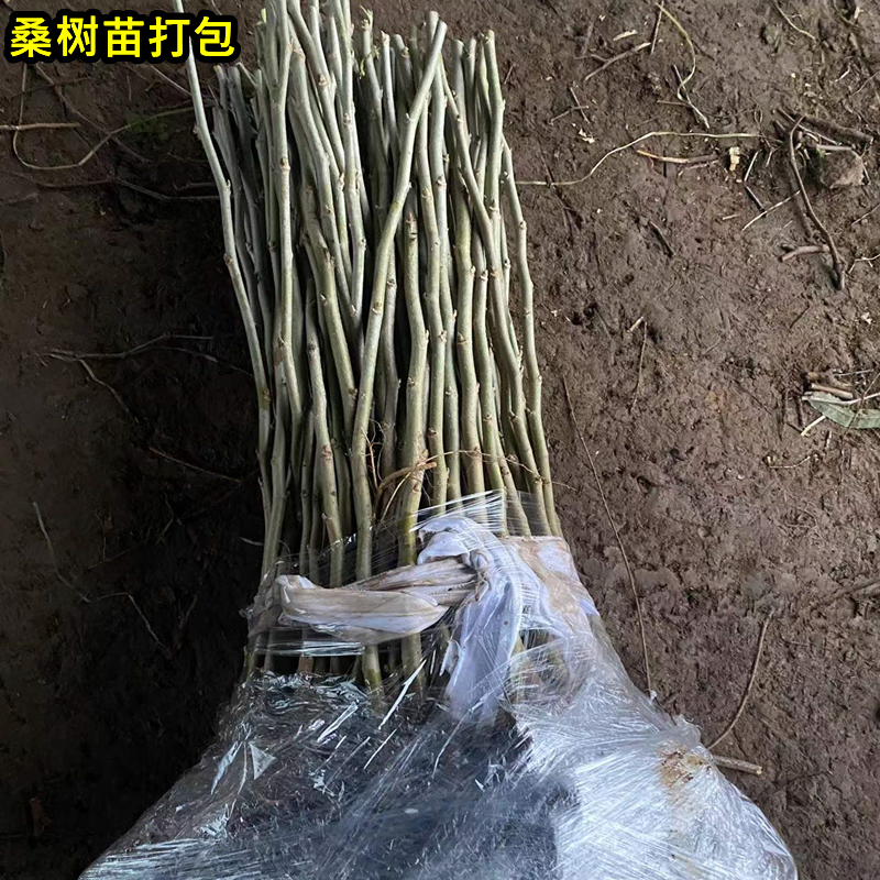 正宗桑葚树苗嫁接桑树苗大叶盆栽地栽果桑苗南北方四季种植桑树苗 - 图2