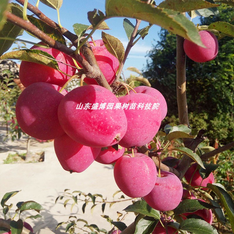 鸡心果苹果树苗嫁接耐寒锦绣海棠小苹果盆地栽北南方种植当年结果 - 图2